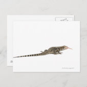 Blauer Tegu - Tupinambis merianae Postkarte (Vorne/Hinten)