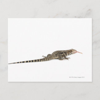 Blauer Tegu - Tupinambis merianae Postkarte