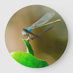 Blauer TexasDamselfly, der auf einem Blatt Große Wanduhr