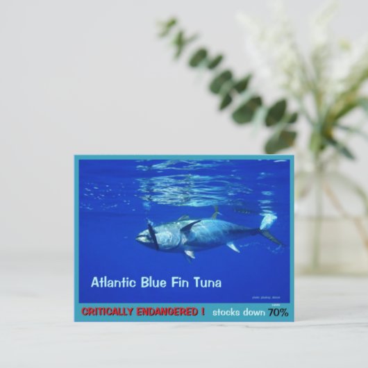 Blauer Thunfisch, überfischt, bedroht, fast versch Postkarte (Stehend Vorderseite)