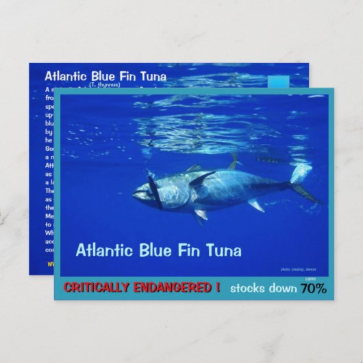 Blauer Thunfisch, überfischt, bedroht, fast versch Postkarte (Vorne/Hinten)