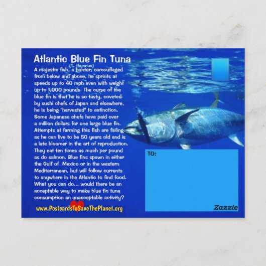 Blauer Thunfisch, überfischt, bedroht, fast versch Postkarte (Rückseite)