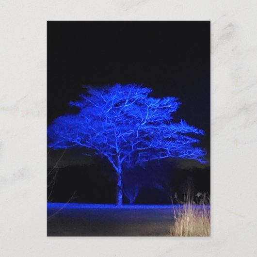 Blauer Tinted Tree Postkarte (Vorderseite)