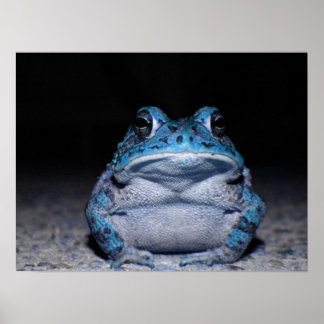 Blauer Toad Poster