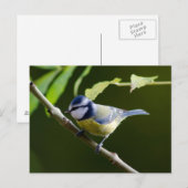 Blauer Ton im Herbst Postkarte (Vorne/Hinten)