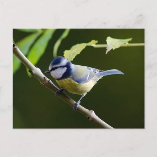 Blauer Ton im Herbst Postkarte (Vorderseite)