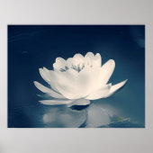 Blauer Toner Lotus Blume Poster (Vorne)