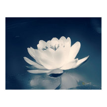 Blauer Toner Lotus Blume