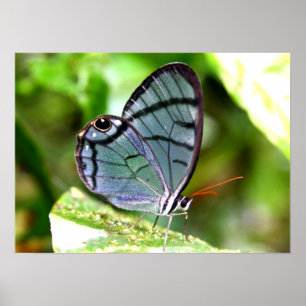 Blauer transparenter Schmetterling, Costa Rica Poster