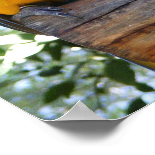 Blauer und goldenes Macaposter Poster (Ecke)