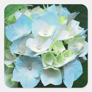 Blauer und grüner Hydrangea-Blumenkleber / Siegel Quadratischer Aufkleber