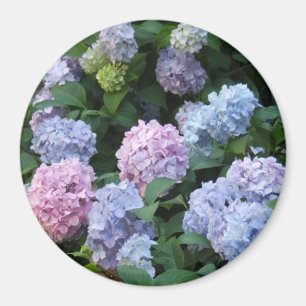 Blauer und lila Hydrangea Magnet