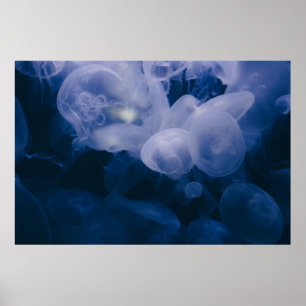 BLAUER UND WEISSE JELLYFISH IN WASSER POSTER