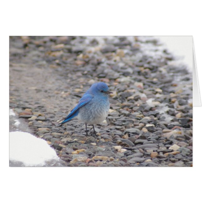 Blauer Vogel (Vorderseite (Horizontal))