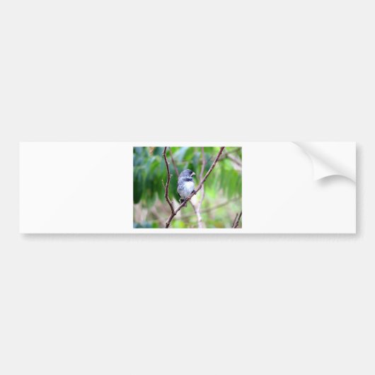 Blauer Vogel Autoaufkleber (Vorne)