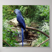 Blauer Vogel des Paradieses Poster (Vorne)