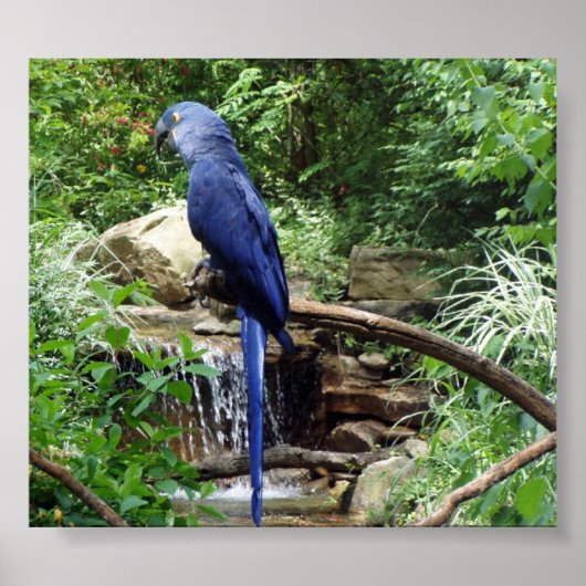 Blauer Vogel des Paradieses Poster (Vorne)