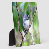 Blauer Vogel Fotoplatte (Seite)