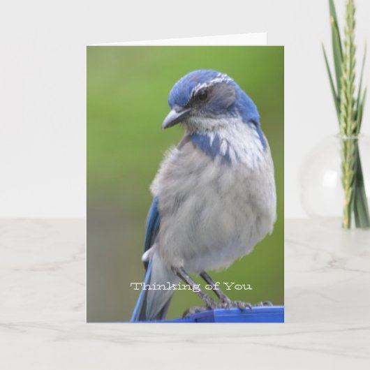 Blauer Vogel Karte (Vorderseite)