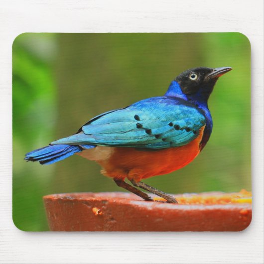Blauer Vogel Mousepad (Vorne)