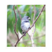 Blauer Vogel Notizblock (Vorderseite)