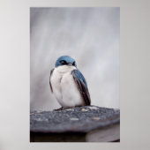 Blauer Vogel Poster (Vorne)