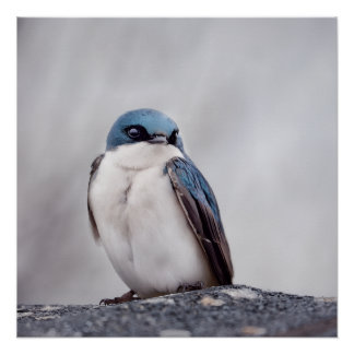 Blauer Vogel Poster