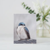 Blauer Vogel Postkarte (Stehend Vorderseite)