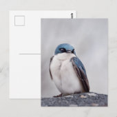 Blauer Vogel Postkarte (Vorne/Hinten)