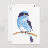 Blauer Vogel Postkarte (Vorne/Hinten)