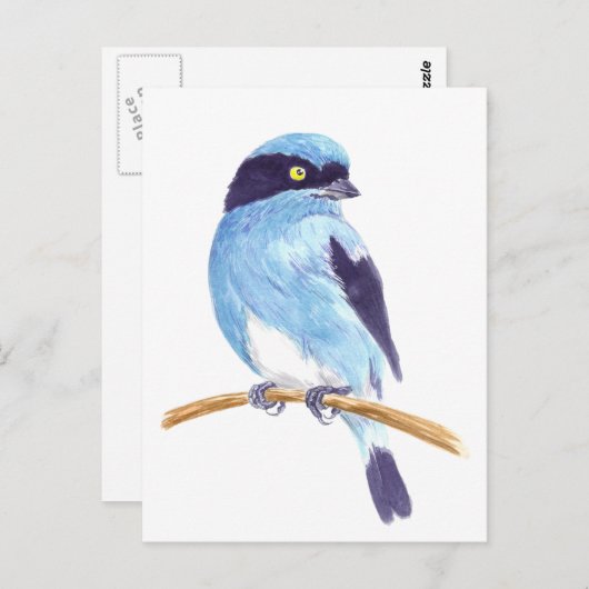 Blauer Vogel Postkarte (Vorne/Hinten)