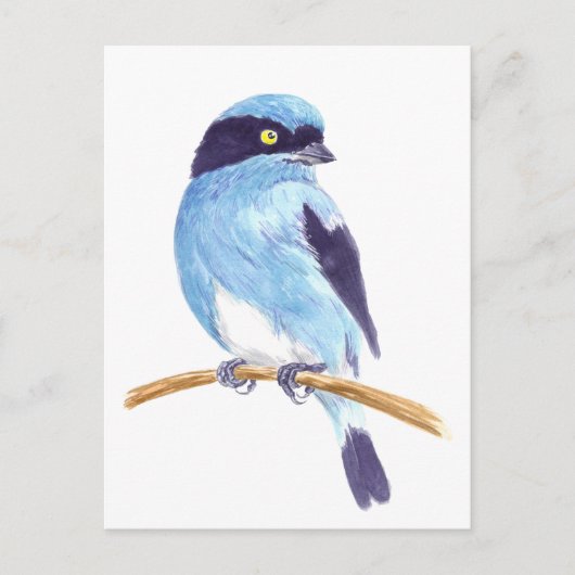 Blauer Vogel Postkarte (Vorderseite)