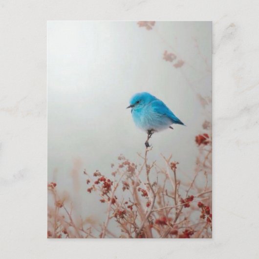 Blauer Vogel Postkarte (Vorderseite)