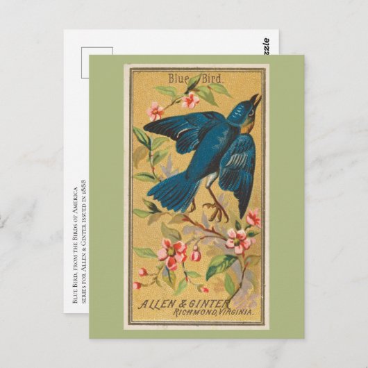 Blauer Vogel Postkarte (Vorne/Hinten)