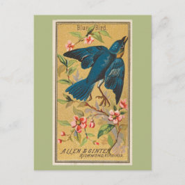 Blauer Vogel Postkarte