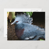 Blauer Vogel Postkarte (Vorne/Hinten)