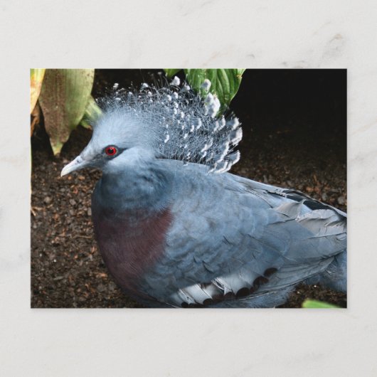 Blauer Vogel Postkarte (Vorderseite)