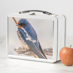 Blauer Vogel, Rauchschwalbe, Kanadische Fotografie Metall Brotdose