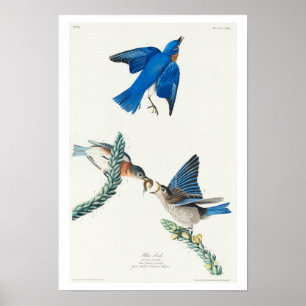Blauer Vogel von Audubon Poster