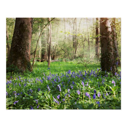 Blauer Wald mit Blauglockenblumen Poster (Vorderseite)