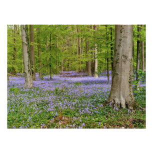 Blauer Wald mit Blauglockenblumen Poster
