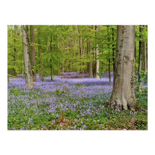 Blauer Wald mit Blauglockenblumen Poster (Vorderseite)