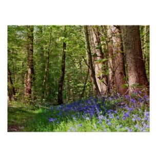 Blauer Wald mit Blauglockenblumen Poster