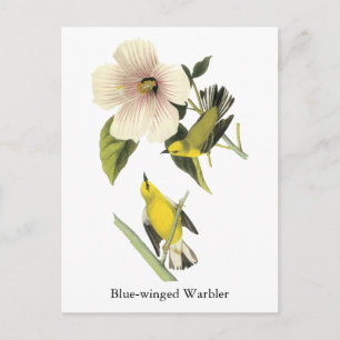 Blauer Warbler John Audubon Postkarte