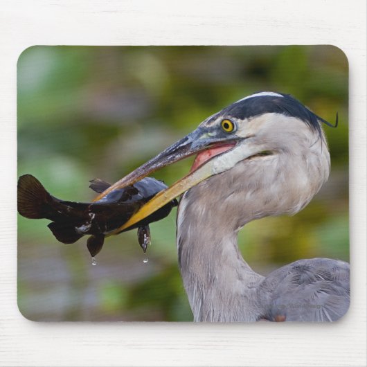 Blauer Wels Mousepad (Vorne)