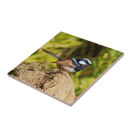 Blauer Zaunkönig Fliese (Seite)