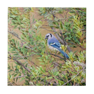 Blauerhäher auf Wachsmyrthe Fliese