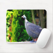 Blaues behelmtes Guinea-Geflügel stehend in der Mousepad (Mit Mouse)