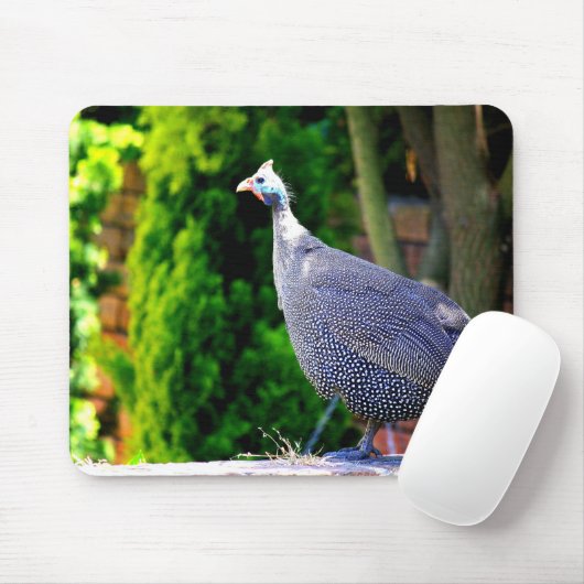 Blaues behelmtes Guinea-Geflügel stehend in der Mousepad (Mit Mouse)