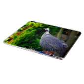 Blaues behelmtes Guinea-Geflügel stehend in der Schneidebrett (Ecke)